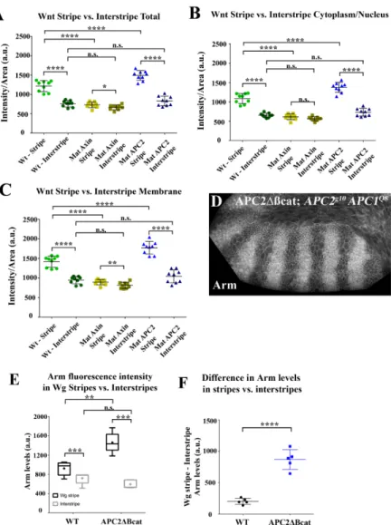 Figure 2.7: The opposite effects of Axin versus APC2 overexpression on Arm levels in  Wg-ON cells are observed in both the cytoplasmic and membrane-associated pools