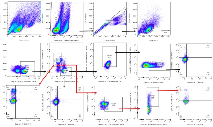 Figure 1. PBMC gating strategy for flow cytometry identification of T cell functionality