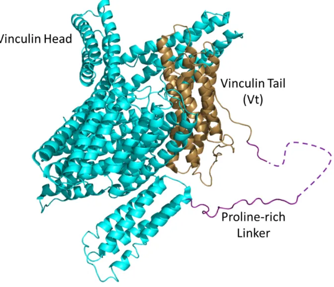 Figure 1.1. The structure of vinculin. 