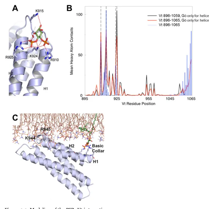 Figure 2.2. Modeling of the PIP 2 :Vt interaction. 