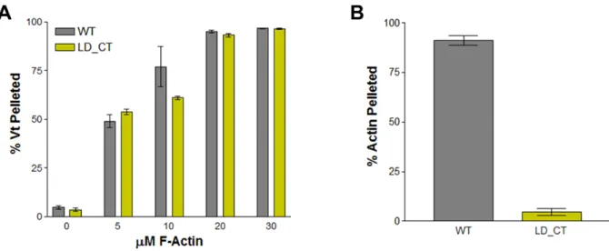 Figure 2.3. Actin-binding and crosslinking activity of Vt LD-CT (R1060Q/K1061Q). 