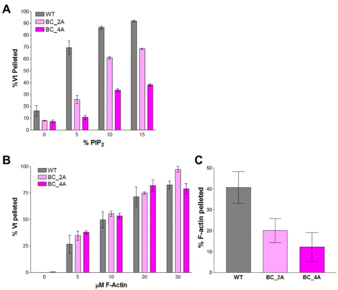 Figure 2.4. Mutations at the basic collar disrupt binding to PIP 2  and actin crosslinking  functions