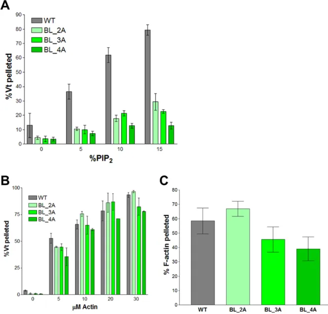 Figure 2.6. Mutations to the basic ladder disrupt PIP 2  binding, but do not significantly  impair F-actin binding or crosslinking