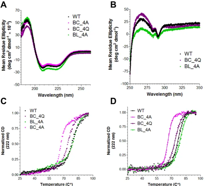 Figure 2.7. CD characterization of basic collar and basic ladder mutants. 