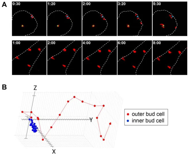 Figure  2.2.  The  outer  bud  cells  were  highly  migratory  compared  to  the  inner  bud  and duct cells