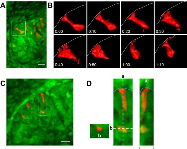 Figure 2.4. The outer bud cells are highly pleomorphic. 