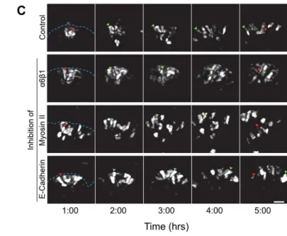 Figure 2.5. Changes in the velocities of regional cell migration with the addition of  various inhibitors