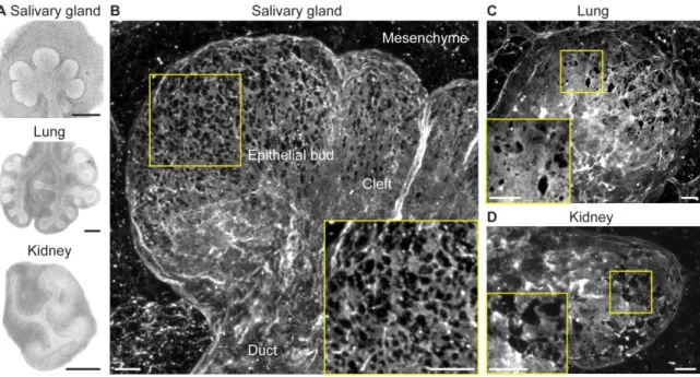 Figure  3.1.  Micro-perforated  basement  membranes  are  present  in  multiple  embryonic organs