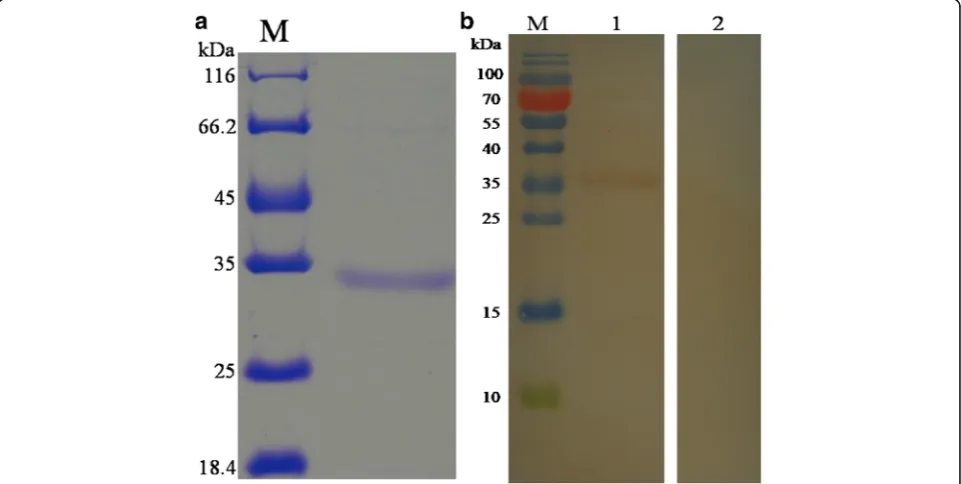Fig. 1 Putative amino acid alignment of HCcyst-3 with another nematode type 2 cystatins: CEcyst-1 of Caenorhabditis elegans(GenBank: AF100663);CEcyst-2 of Caenorhabditis elegans(GenBank: AF068718); NBcyst of Nippostrongylus brasiliensis(GenBank: AB050883);