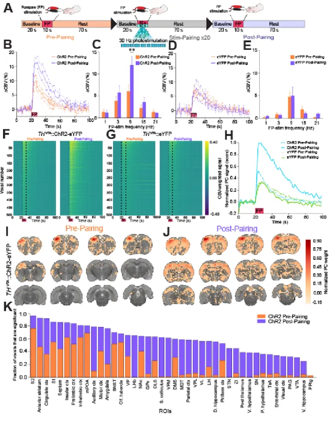 Figure 2.5: Whole brain analysis of forepaw stimulation pre and post pairing with TH VTA  neuron stimulation