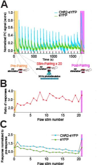 Figure 2.6: Evolution of forepaw stimulation pairing response over the course of pairings