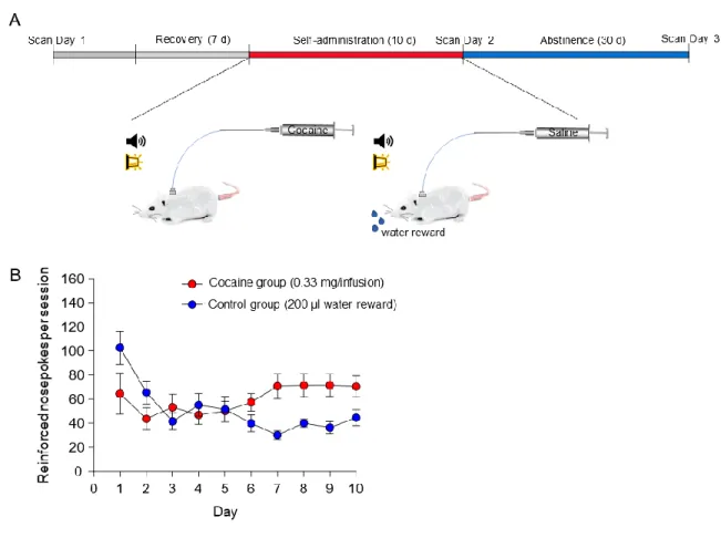 Figure 3.1: Experimental timing diagram and self-administration training data.  