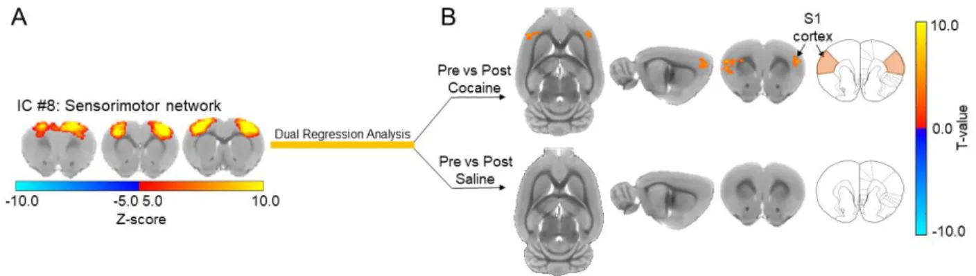 Figure 3.4: Cocaine exposure causes a significant increase in functional connectivity  between the sensorimotor network and the primary somatosensory cortex in drug naïve  rats