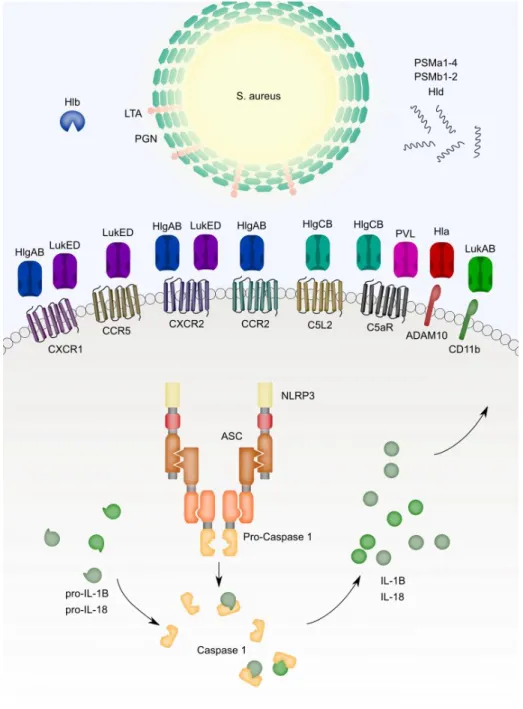 Figure 2.1 S. aureus pathogen-associated molecular patterns and virulence factors activate  inflammasome priming and signaling