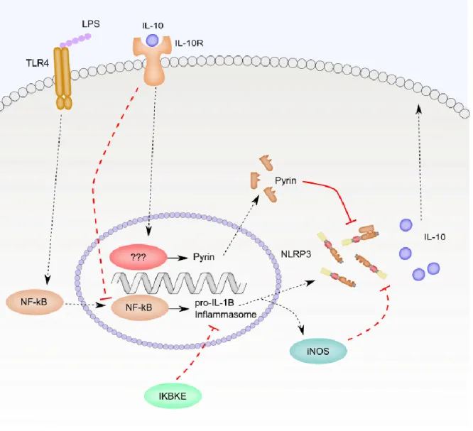 Figure 1.2. Negative feedback loops limit NLRP3 inflammasome priming. This figure  summarizes the discussion from section 1.6.2