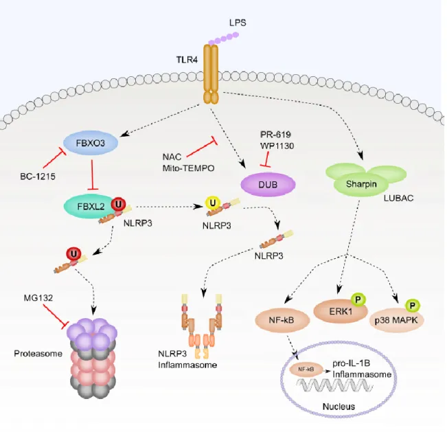 Figure 1.5. Ubiquitination regulates NLRP3 protein levels and activity. This figure  summarizes the discussion in section 1.6.5