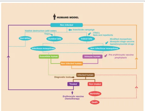 Fig. 2 Schematic model of malaria infection and possible outcomes from the human perspective