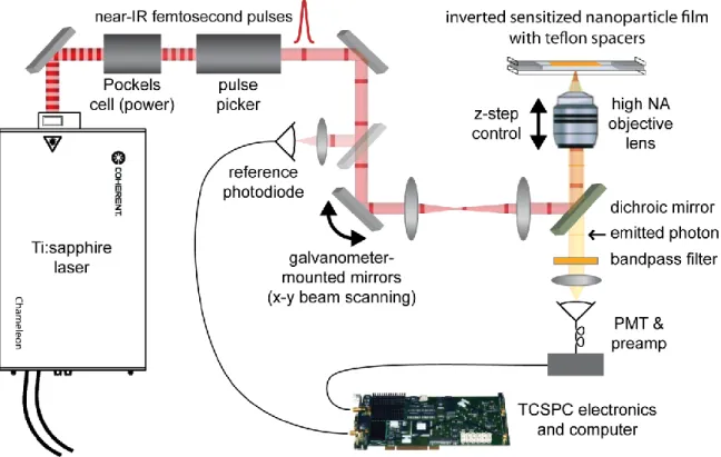 Figure 2.1: Two-photon laser scanning TCSPC setup 
