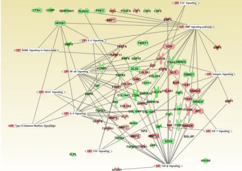 Figure 3. Human osteogenesis genes and associated canonical pathways (gene expression in  patients with T2DM as compared to healthy individuals at 2 weeks)