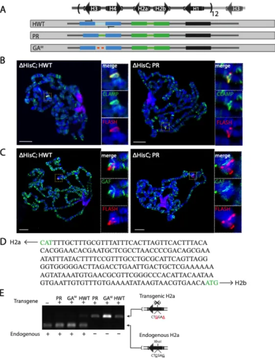 Figure 3.3. GA repeats are not required for CLAMP recruitment to the HLB  