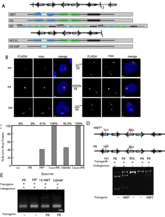 Figure 3.5 Activation of PR in trans 