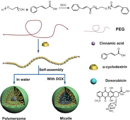 Figure 4 The illustrated formation of drug-loaded polyrotaxane nanoparticles. Abbreviations: PEG, poly(ethylene glycol); DOX, doxorubicin.
