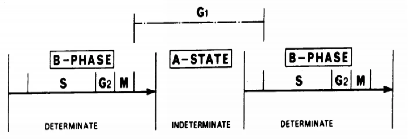Figure 1.1. Smith and Martin model of the cell cycle transition.  The cell cycle is  composed of a stochastic A-state, which roughly corresponds to G1, and a constant B-phase, which  roughly corresponds to the combined S-G2-M phase