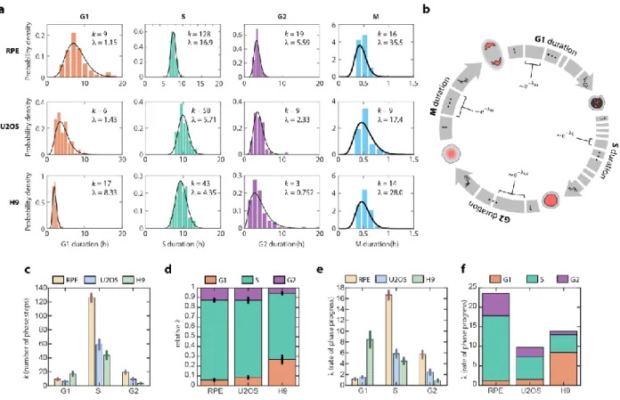 Figure 2.2. Erlang model of cell cycle progression.  a, Distributions of cell cycle phase  durations for RPE, U2OS, and H9 cells using single-cell measurements of phase duration reported in  Figure 2.1