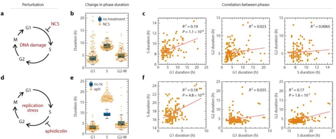 Figure 2.5. Stress-induced coupling of cell cycle phases in a cancer cell line.  a,  Schematic of prolonging G1 by DNA damage using NCS