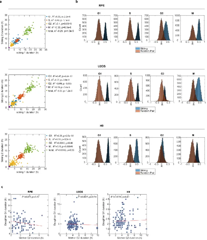 Figure S2.5. Correlation among cell cycle phase durations between sibling cells  and between adjacent mother daughter gap phases