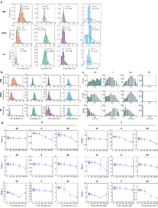 Figure S2.7. Fitting with a single rate parameter for all phases is insufficient to  recapitulate the cell cycle distribution