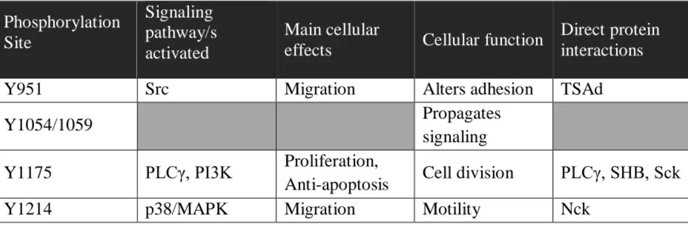 Table 1: Major Phosphorylation Sites of Flk1 and Cellular Effects/Interactions.  
