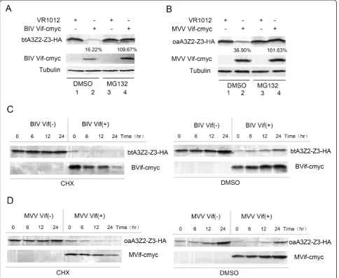 Figure 1 BIV/MVV Vif affect the synthesis rate of btA3Z2-Z3/oaA3Z2-Z3, respectively, via a proteasomal pathway
