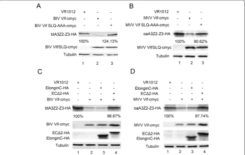 Figure 4 Mutants of BIV/MVV Vif BC box and btEloC/oaEloC can disrupt the activity of BIV/MVV Vif