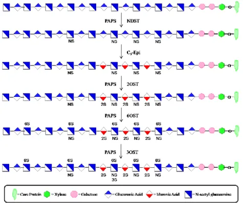 Figure  8.  Enzymatic  modifications  of  HS.    The  first  modification  to  take  place  is  the  deacetylation  and  sulfation  at  the  N-position  of  GlcNAc,  facilitated  by  NDST