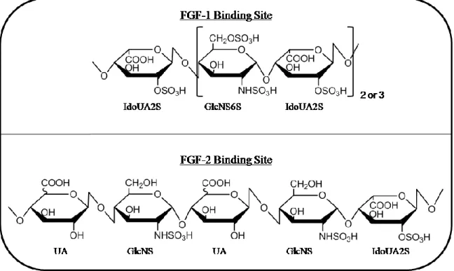 Figure 20.  Chemical structure of heparan sulfate FGF-1 and FGF-2 binding sites. 