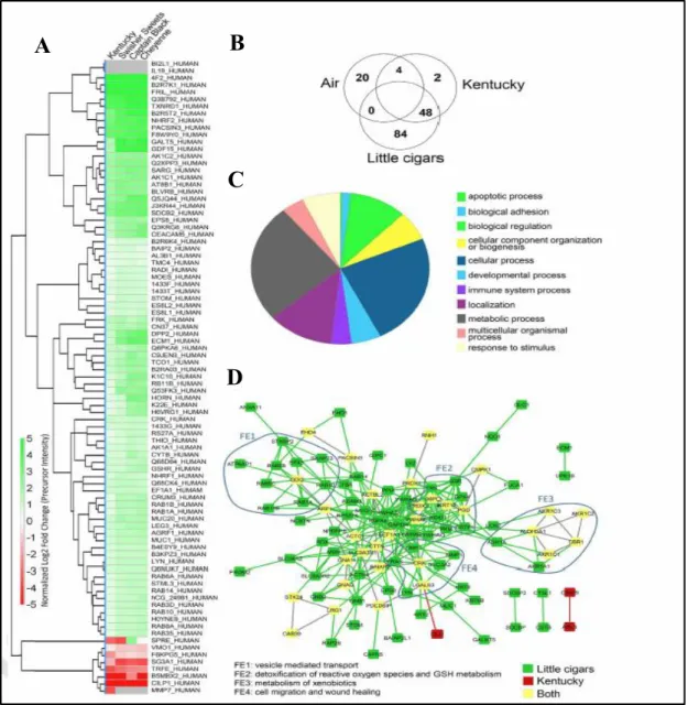 Figure 15 : Little cigar smoke exposure causes greater changes to the HTBE cell apical  secretion’s  proteome  than  cigarette  smoke  exposure