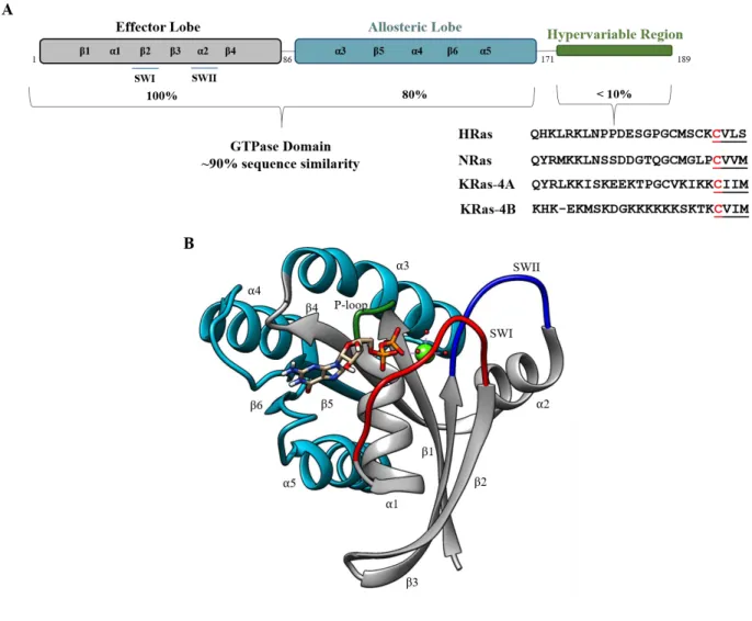Figure 1.3. Ras Domain Architecture and Structure. 