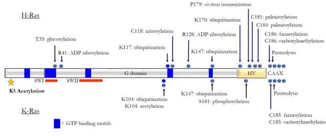 Figure 1.6. Ras proteins are extensively regulated by post-translational modifications
