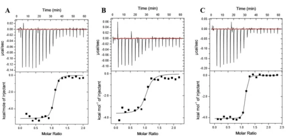 Figure 2.9. ITC binding analysis of KRas WT, KRas G12V and KRas G12V-K5AcK to BRaf RBD displays  altered affinities 