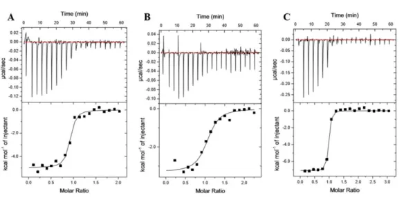 Figure 2.10. ITC binding analysis of KRas WT, KRas G12V and KRas G12V-K5AcK to CRaf RBD displays  altered affinities 