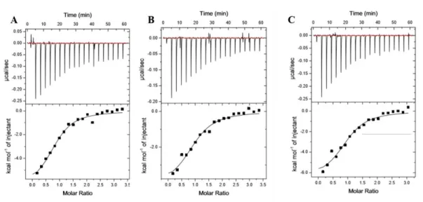 Figure 2.11. ITC binding analysis of KRas WT, KRas G12V and KRas G12V-K5AcK displays no difference in  affinity to PI3Kα RBD 
