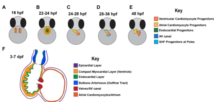 Figure 1 Simplified schematic of zebrafish heart development 