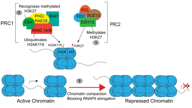 Figure 4 Schematic of canonical Polycomb pathway  