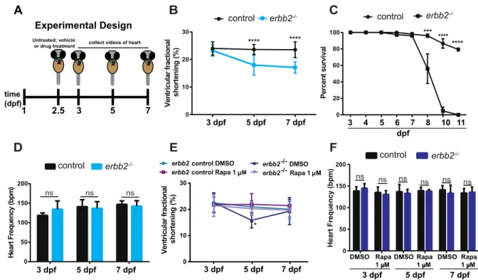 Figure 7 Rapamycin treatment improves impaired heart function in erbb2 mutant 