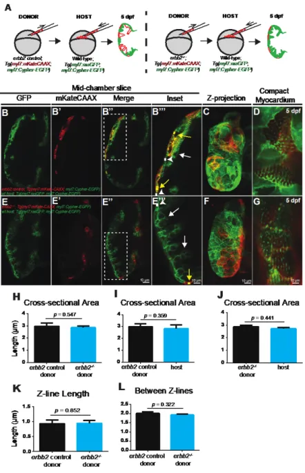 Figure 8 erbb2 mutant HL phenotypes result from the absence of trabecular formation  (A) Schematic of transplantation experiment resulting in transplanted blastomeres from 