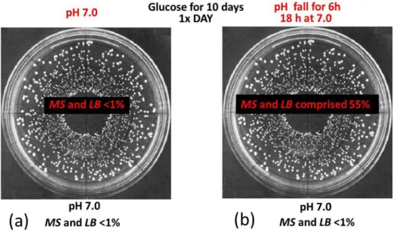 Fig. 1.  Schematic simulating the behavior of similar bacterial cultures containing   MS and LB, on addition of sugar and (a) controlling pH at 7.0 and (b)  allowing pH to fall for 6 hours 