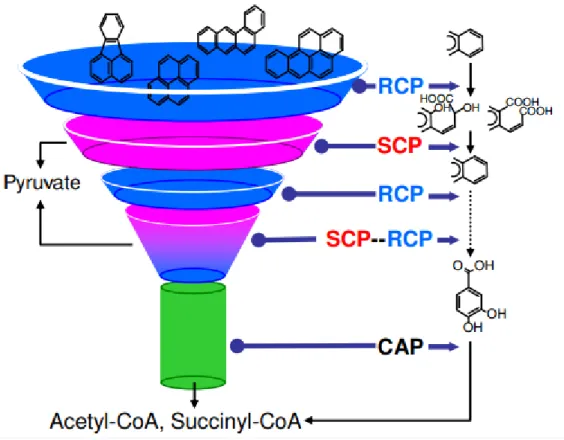 Figure 2.1. Funnel effect in PAH metabolic networks (Kweon et al., 2011). RCP: ring cleavage process; SCP: side  chain process; CAP: central aromatic process