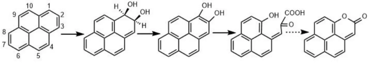 Figure 3.4. Proposed pathway for the formation of NCO from pyrene by PAH-degrading bacteria