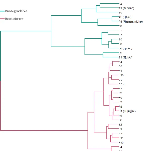 Figure  5.3.  Hierarchical  cluster analysis  of the quantifiable  azaarene  congeners according to their biodegradation  behavior (using a time-series measure that combines the rate and extent of removal) during microcosm incubations